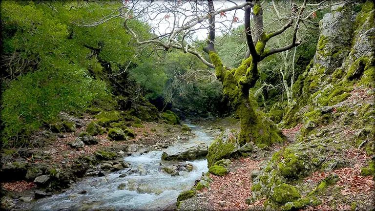 The beautiful forest in Rouvas Gorge