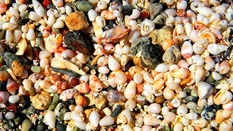 Take some sea shells back to home as a souvenir from Chrissi