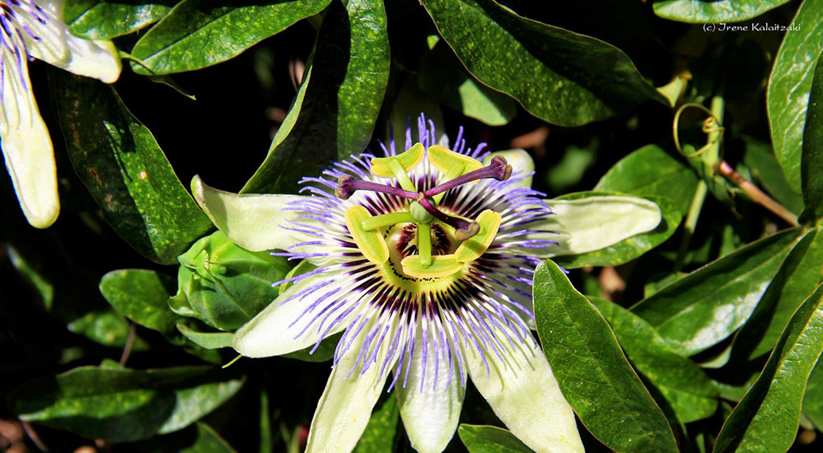 A Day at the Botanical Park of Crete - A Miracle of Cretan Nature!
