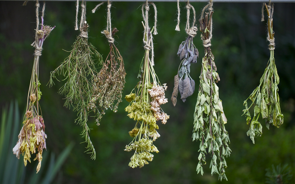 10 Cretan Herbs – The Wealth Of Cretan Nature