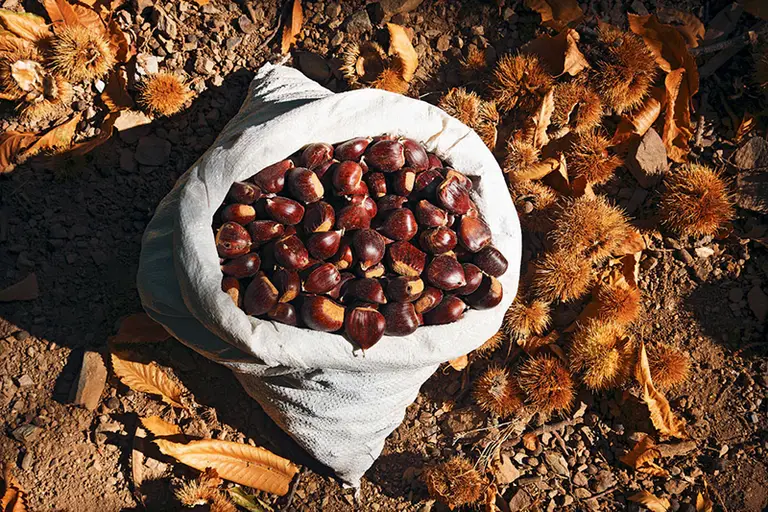 Chestnut festival, Crete 2016