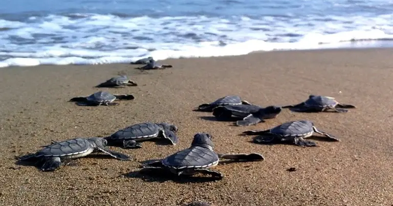 Caretta Caretta babies heading to the sea