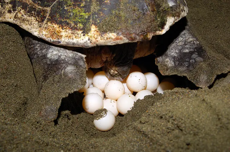 Caretta-Caretta gives birth to its eggs