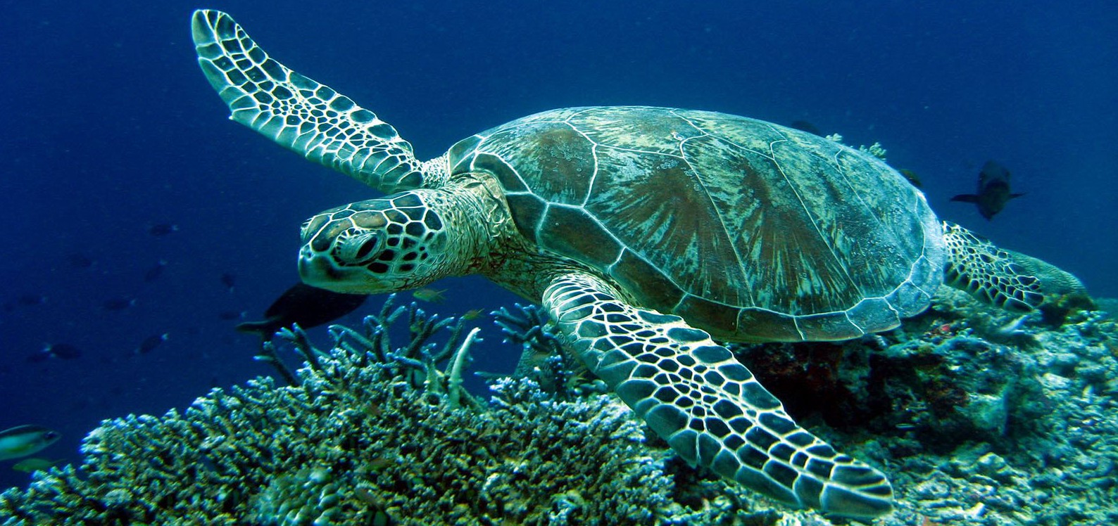 Meet Caretta Caretta Sea Turtle In Crete