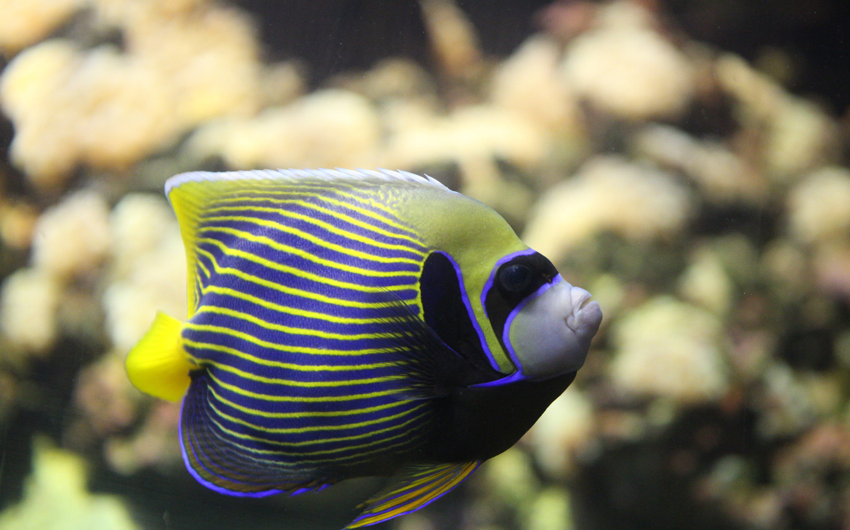 Crete Aquarium Thalassocosmos - Explore The Mediterranean Marine Life!